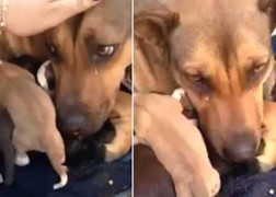 Clip: Xúc động khoảnh khắc chó mẹ rơi lệ khi đàn con được cứu