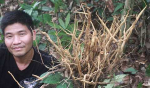 Giải mã loài sâm quý chưa từng biết đến trên núi Răng Cưa