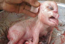 Xôn xao heo đẻ ra voi ở Đăk Drông