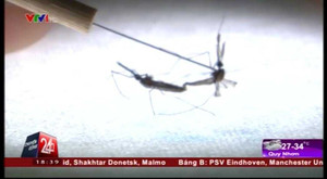 Đóng góp thầm lặng của những người làm nghề... nuôi muỗi