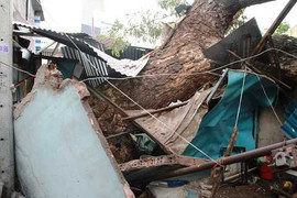 Cây cổ thụ bật gốc đè sập nhà dân giữa Sài Gòn
