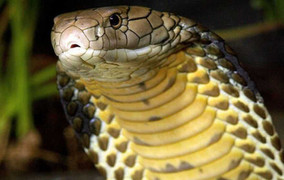 Rắn hổ mang chúa khổng lồ xổng chuồng, toàn bang Florida sống trong sợ hãi