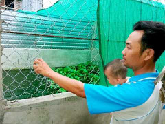 Dân khốn đốn vì nạn bắt trộm cá sấu hoành hành