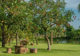 Thưởng ngoạn 'Khu vườn mùa Thu' tại Vinhomes Riverside