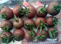 Tranh mua cà chua lạ giá đắt gấp chục lần