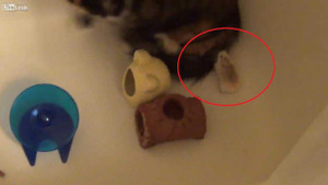 Clip: Chuột cắn mèo, đuổi mèo chạy trối chết