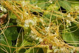 Bài thuốc, vị thuốc chữa yếu sinh lý