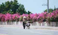 Cây cầu hoa giấy đẹp nhất Việt Nam
