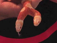 Cận cảnh vẻ đẹp của rắn hai đầu Medusa trị giá 1 tỷ đồng