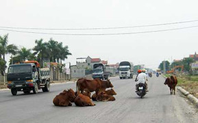 Bị bò làm phiền, doanh nghiệp Nhật 'kêu' lên chủ tịch Đà Nẵng