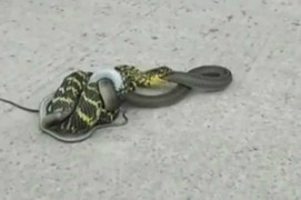 Clip: Rắn nhỏ hung hãn nuốt chửng đồng loại to lớn hơn