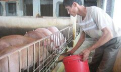 Lợn 'hoàng gia': Nằm điều hòa, ăn thuốc bắc, nghe nhạc Đàm