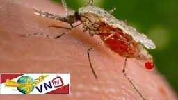 Dai dẳng nỗi lo sốt rét