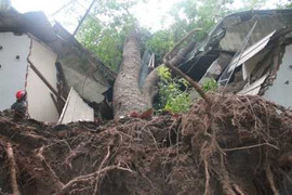 TP.HCM: Cầu vượt sạt lở, cây cổ thụ đè sập cung văn hóa