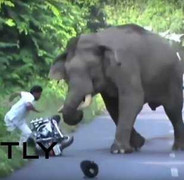 Clip: Voi hung hăng lùa người đi xe máy trên đường