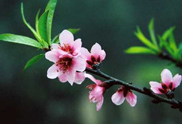 Tết Âm lịch 2016 sẽ được nghỉ thế nào?