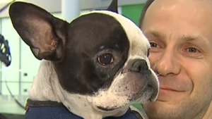 Phi công chuyển hướng máy bay để cứu một con chó