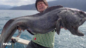 Clip: Bắt được cá sói 'thủy quái' đột biến kỳ dị ở Nhật Bản