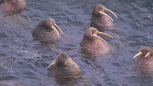 Video: 1001 cách ‘chợp mắt’ của các loài động vật