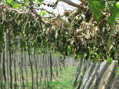 1.300 gốc nho bị kẻ xấu chặt gốc, bỏ thuốc diệt cỏ triệt hạ