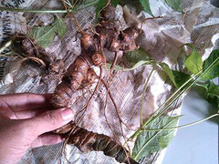 Sự thật về sâm Ngọc Linh từ 'thị trấn vàng'