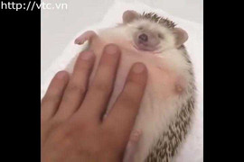 Clip: Được mát-xa, nhím con sướng tít mắt