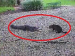 Clip: Mèo giương vuốt dọa cá sấu chạy trối chết