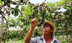 Cả nghìn gốc nho ở Ninh Thuận bị kẻ gian triệt hạ