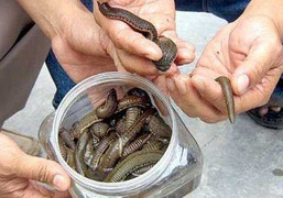 Những kiểu mua bán lạ đời với mục đích đáng sợ của thương lái Trung Quốc