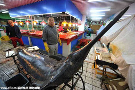 Kinh ngạc cá kiếm khổng lồ 300kg dài hơn 3,8m