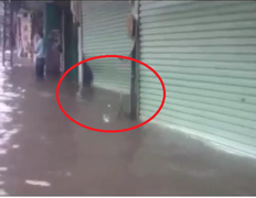 Video: Đường Hà Nội ngập sâu cả mét, nước đánh bung cửa nhà dân