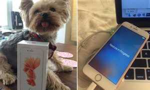 iPhone 6S vàng hồng bất ngờ đến tay người dùng sớm