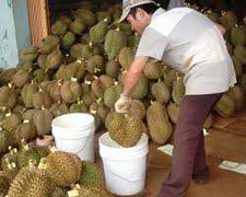 Nhẫn tâm dùng hóa chất ép chín sầu riêng