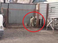 Clip: Chú chó nhảy điên cuồng theo tiếng nhạc xập xình