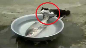 Clip: Mèo con tham ăn ‘rắp tâm’ xơi tái cá ‘khủng’