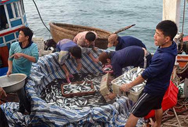 Ngư dân Lý Sơn kiếm cả trăm triệu đồng mỗi đêm