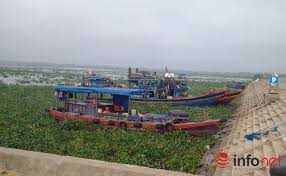 Điêu đứng vì bèo tây vây kín cửa biển