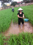 Giống lúa đặc biệt nổi trội: Năng suất, chất lượng và khả năng thích ứng cao