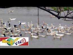 Hồ Linh Đàm bốc mùi phân vịt