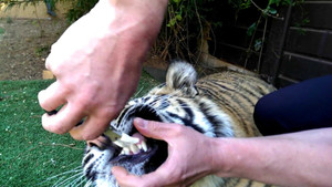 Clip: Nhổ răng sâu cho hổ bị hổ cắn tay