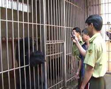 Giải cứu 7 chú gấu quý hiếm ở Quảng Ninh