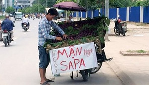 Bóc mẽ mận Trung Quốc đội lốt mận tím Sapa