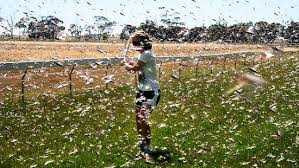 Thú vị nghề săn châu chấu