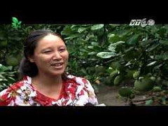 Ngon lạ giống bưởi Đào Chuyên