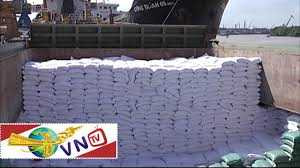 Hàng ngàn tấn gạo ùn tắc chờ... hư mốc