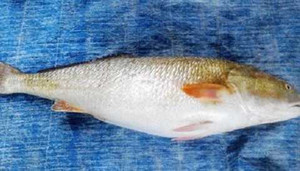 Ngư dân bắt được cá lạ giá đến cả tỷ đồng