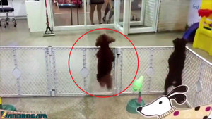 Clip: Cười lăn lóc với chú chó ‘tăng động’ nhất quả đất