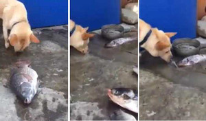 Xúc động clip chú chó nỗ lực hất nước cứu cá