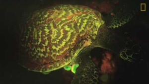 Phát hiện rùa đồi mồi phát sáng lần đầu tiên siêu hiếm