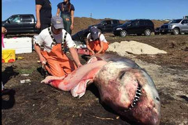 Cá mập trắng khổng lồ bị mắc cạn ở bờ biển Mỹ